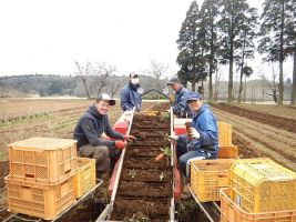 吉田農園 アルバム
